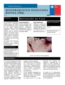 rinotraqueitis infecciosa bovina (ibr)