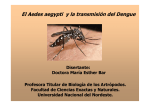 El Aedes aegypti y la transmisión del Dengue