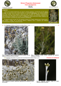Clave de Especies - Biodiversidad Virtual