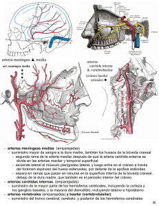 arteria meníngea media - Anatomia y Embriologia