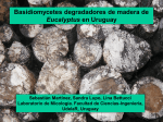 Basidiomycetes