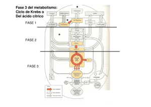 Fase 3 del metabolismo: Ciclo de Krebs o Del ácido cítrico