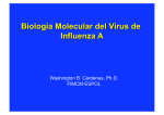 Biología Molecular del Virus de Influenza A