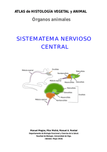 1a. Sistema nervioso central - Atlas de Histología Vegetal y Animal