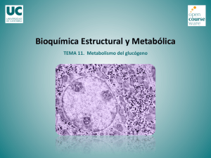 TEMA 11. Metabolismo del glucógeno