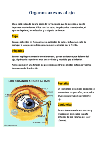 Organos anexos al ojo
