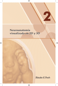 Neuroanatom&iacute;a visualizada en 2D y 3D Neuroanatom&iacute;a visualizada