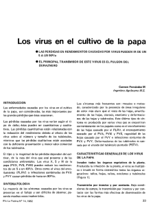 Los virus en el cultivo de la papa