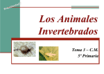 INVERTEBRADOS - esquemas pdf