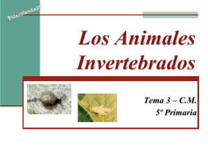 INVERTEBRADOS - esquemas pdf