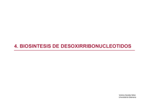 4. biosintesis de desoxirribonucleotidos