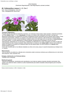 Catharanthus roseus: morfología y ecología