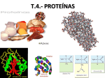t-4-proteinas