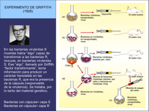 EXPERIMENTO DE GRIFFITH (1928) En las bacterias virulentas S