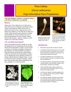 Pera Callery - Northeast Illinois Invasive Plant Partnership