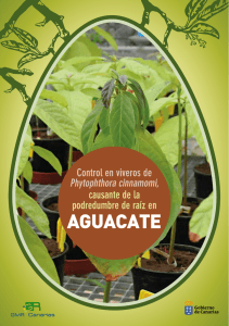 Control en viveros de Phytophthora cinnamomi