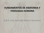 Fisiología Humana II