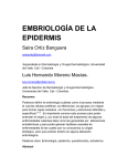 176 Embriologia de la epidermis