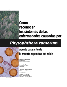 Como reconocer los síntomas de las enfermedades causadas por