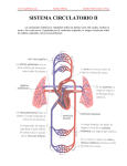 sistema circulatorio ii