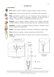 Familia: Nyctaginaceae
