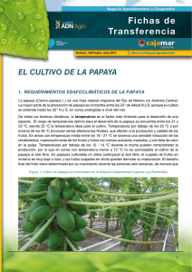 El cultivo de la papaya - Grupo Cooperativo Cajamar