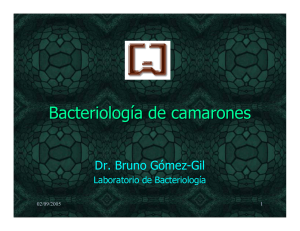 Bacteriología de camarones