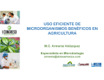 uso eficiente de microorganismos benéficos en agricultura