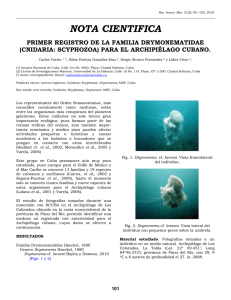 Primer registro de la familia Cyaneidae (Cnidaria: Semaeostomae