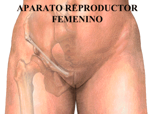 aparato reproductor femenino