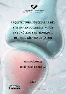 arquitectura subcelular del sistema endocannabinoide en el núcleo