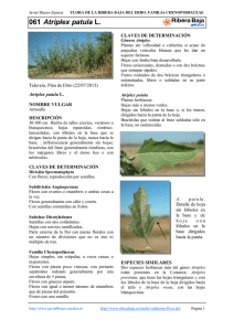 Armuelle. - Comarca Ribera Baja del Ebro