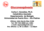 Gluconeogénesis