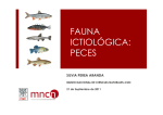 fauna ictiológica: peces