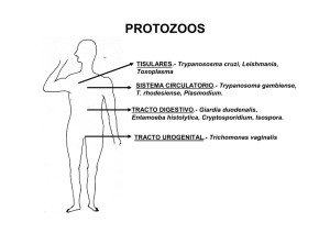protozoos - OCW Usal