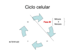 Resumen Ciclo Celular Biología Bachillerato