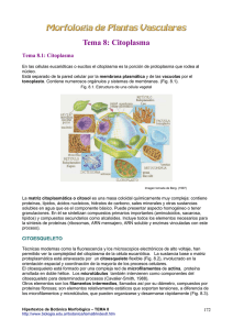 Tema 8: Citoplasma - Hipertextos del Área de la Biología