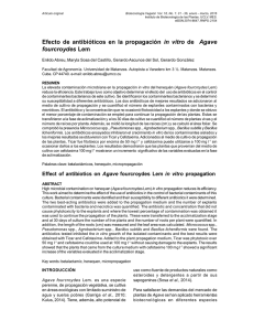 Efecto de antibióticos en la propagación in vitro de Agave