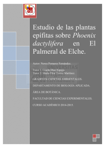 Estudio de las plantas epífitas sobre Phoenix dactylifera en El