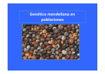 Clase 8. Genética mendeliana en Poblaciones - U