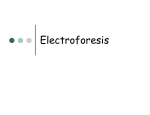 Electroforesis - Aula Virtual