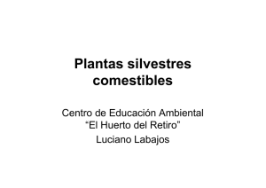 Plantas silvestres comestibles