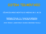 Sistema Tegumentario B