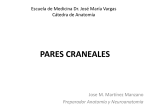 PARES CRANEALES - Anatomía Vargas UCV