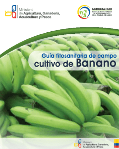 guia de campo banano