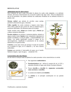 Clasificación y anatomía de plantas 1 REINO PLANTAE