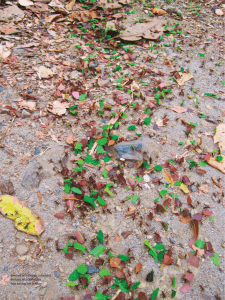 Sendero de hormigas cortadoras de hojas Atta Cephalotes. Foto eol