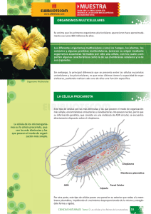 organismos multicelulares la célula procariota
