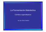 Fermentación maloláctica en vinos