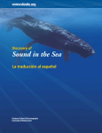 Las animales y el sonido en el mar